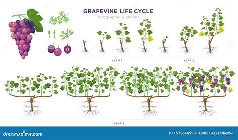 葡萄生長過程|ブドウの年間生育過程 Annual growth process of grapes